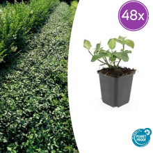48X Euonymus fort. 'Dart's Blanket'   ↕10 25cm   Ø9cm