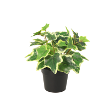 Kunst White Ivy   19cm