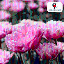 Tulpenbollen Columbus   20 stuks