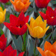 Tulpenbollen Praestans mix