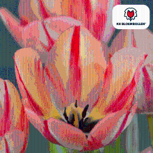 Tulpenbollen Spring Break   20 stuks