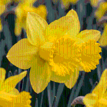 Narcisbollen Carlton