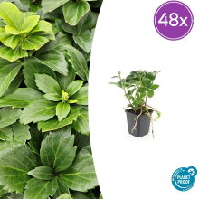 Pachysandra Terminalis   20cm