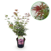 Japanse Esdoorn Jerre Schwartz   donkerrood   70cm