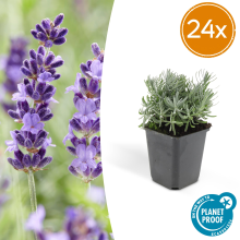 Green bubble Lavandula 'Hidcote'   20cm