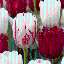 Tulpenbollen Dutch Design