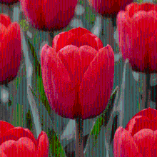 Tulpenbollen Triumph Red