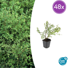 48X Symphoricarpos ch. 'Hancock'   ↕10 25cm   Ø9cm