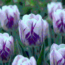 Tulpenbollen Flaming Flag