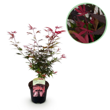 Japanse Esdoorn Shaina   Rood   70cm