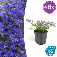Green bubble Campanula poscharskyana 'Stella'   20cm