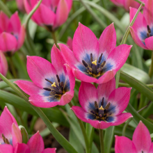 Tulpenbollen Little Beauty
