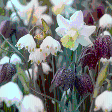 Bloembollen mix Vochtige tuin