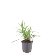 48X Liriope muscari 'Monroe White'   ↕10 25cm   Ø9cm