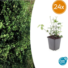 Goliath 24x Euonymus fort. 'Coloratus'   ↕10 25cm   Ø9cm