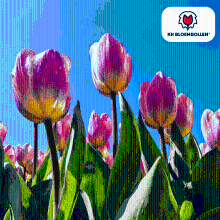 Tulpenbollen Light and Dreamy   20 stuks