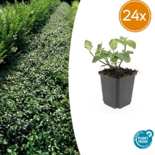 24X Euonymus fort. 'Dart's Blanket'   ↕10 25cm   Ø9cm
