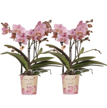 Combi deal   2 orchideeën (Phalaenopsis) Treviso   40cm