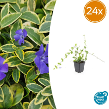 Vinca Minor 'Blue and Gold'   20cm
