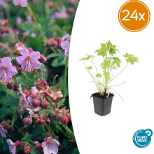 Green bubble Geranium Macrorrhizum   20cm