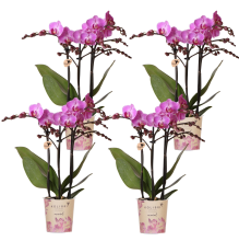 Kolibri Orchids | COMBI DEAL van 4 Phalaenopsis orchideeën   Vienna   potmaat Ø9cm | bloeiende kamerplant   vers van de kweker