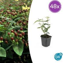 48X Hypericum inodorum   ↕10 25cm   Ø9cm