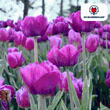 Tulpenbollen Purple Prince   20 stuks