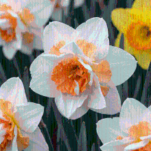 Narcisbollen Replete