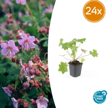 24X Geranium macr. 'Ingwersen's Var.'   ↕10 25Cm   Ø9cm