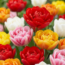 Tulpenbollen Double mix