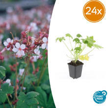 24X Geranium macr. 'Spessart'   ↕10 25cm   Ø9cm