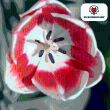 Tulpenbollen Candy Apple Delight   20 stuks