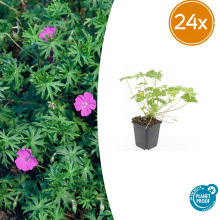 24X Geranium 'Tiny Monster'   ↕10 25cm   Ø9cm