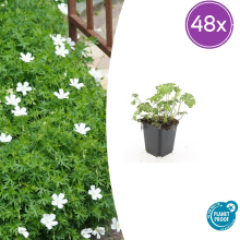 48X Geranium sang. 'Album'   ↕10 25cm   Ø9cm