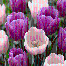 Tulpenbollen Macron mix
