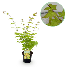 Japanse Esdoorn Summergold   Geel   70cm
