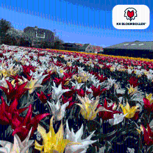 Tulpenbollen Tres Chic mix   20 stuks