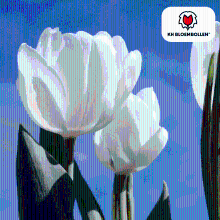 Tulpenbollen Catherina   20 stuks