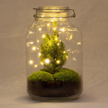 DIY terrarium   Jar Christmas   ↕ 28 cm