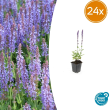 Green bubble Salvia Nemorosa 'Caradonna'   20cm