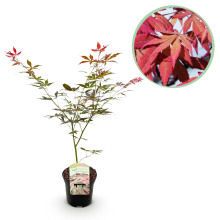 Japanse Esdoorn Sumi nagashi   Rood   70cm