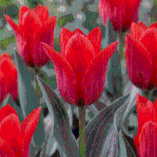 Tulpenbollen Greigii Red