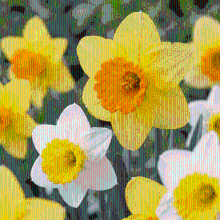 Narcisbollen Large Cupped mix