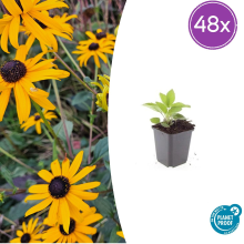 48X Rudbeckia fulgida 'Goldsturm'   ↕10 25cm   Ø9cm