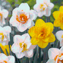 Narcisbollen Double mix