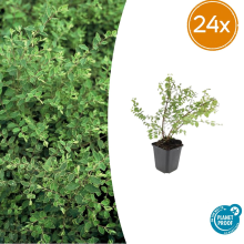 Segula 24x Symphoricarpos ch. 'Hancock'   ↕10 25cm   Ø9cm