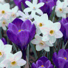 Bloembollen mix Schaduwtuin