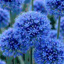 Alliumbollen Caeruleum
