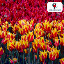 Tulpenbollen Fire Wings   20 stuks