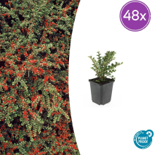 48X Cotoneaster horizontalis   ↕10 25cm   Ø9cm